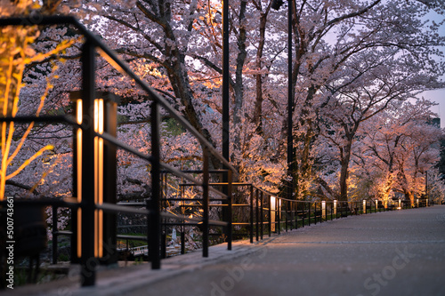 春の宵夜桜の綺麗な長門湯本温泉