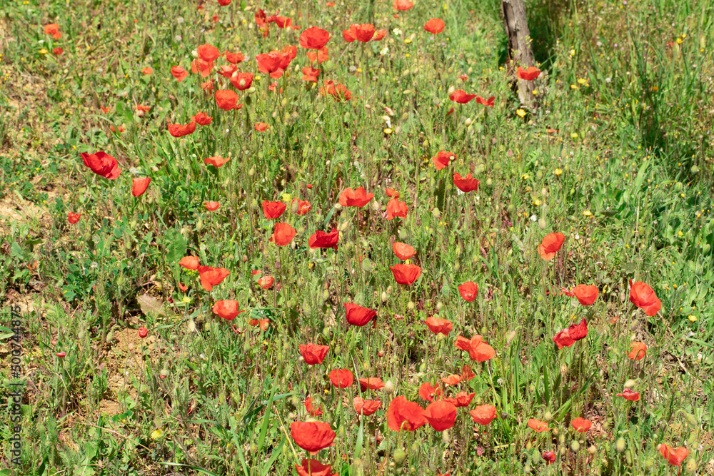 campo di papaveri rossi appena fioriti in primavera