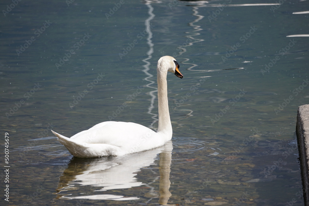 Cygne blanc