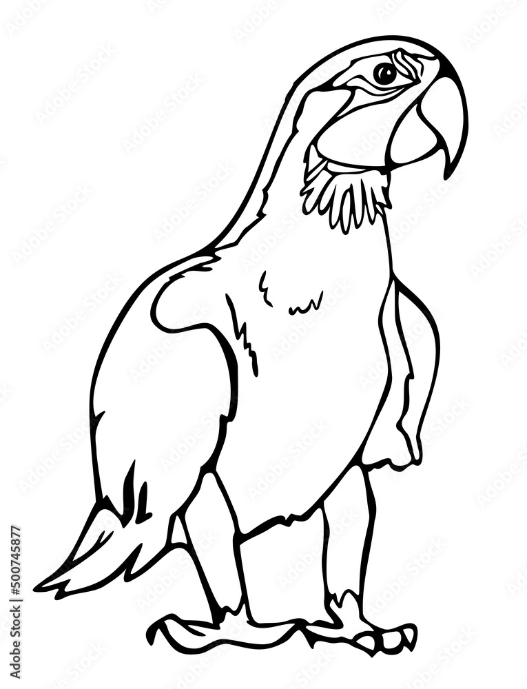 Vector illustration of macaw. Black and white parrot.