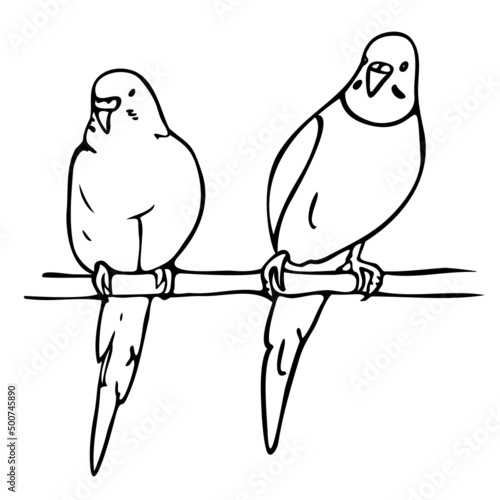 Vector illustration of two budgerigars. Black and white parrots.