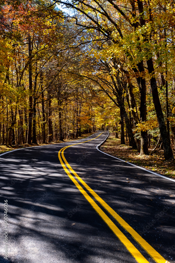 Obraz premium road in autumn