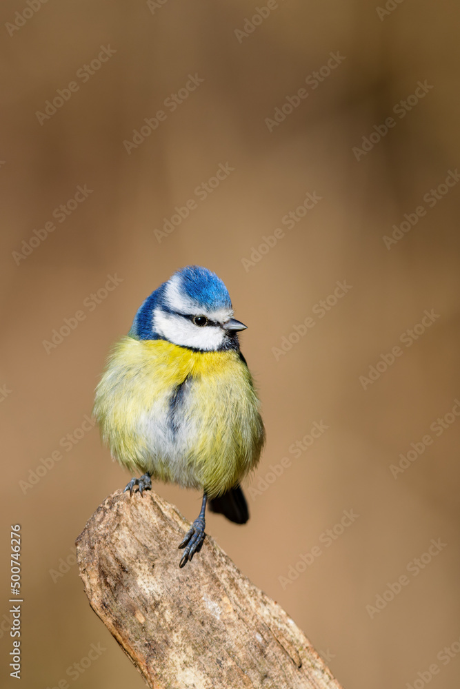 Eurasian blue tit (Cyanistes caeruleus) in spring in the nature protection area Mönchbruch near Frankfurt, Germany. Eurasian blue tit (Cyanistes caeruleus) in spring in the nature protection area Mönchbruch near Frankfurt, Germany.