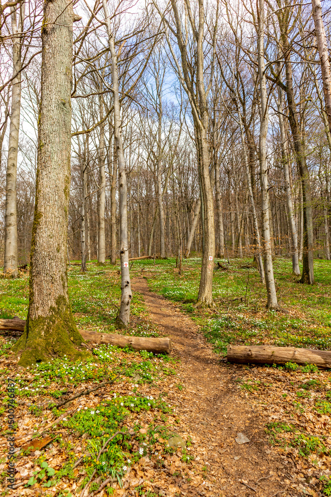 Fototapeta premium Wanderung zu den Gleichbergen bei Römhild in Südthüringen - Thüringen - Deutschland
