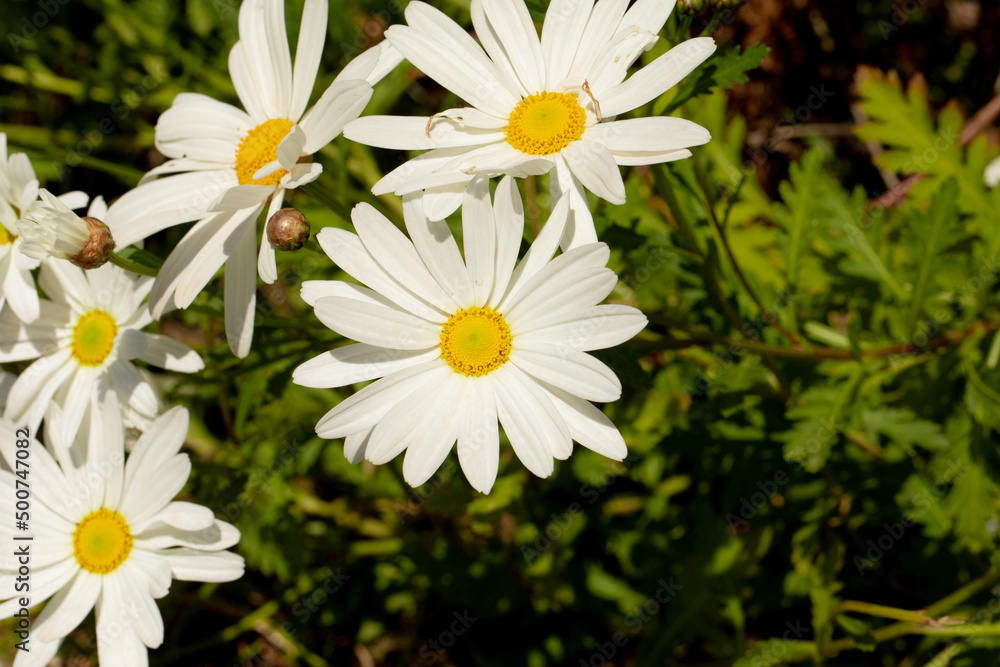 Fototapeta premium cespuglio di margherite bianche appena fiorite in primavera