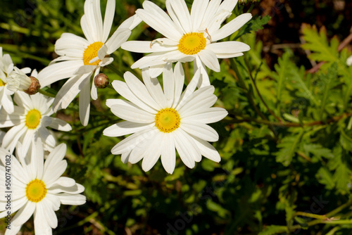 cespuglio di margherite bianche appena fiorite in primavera