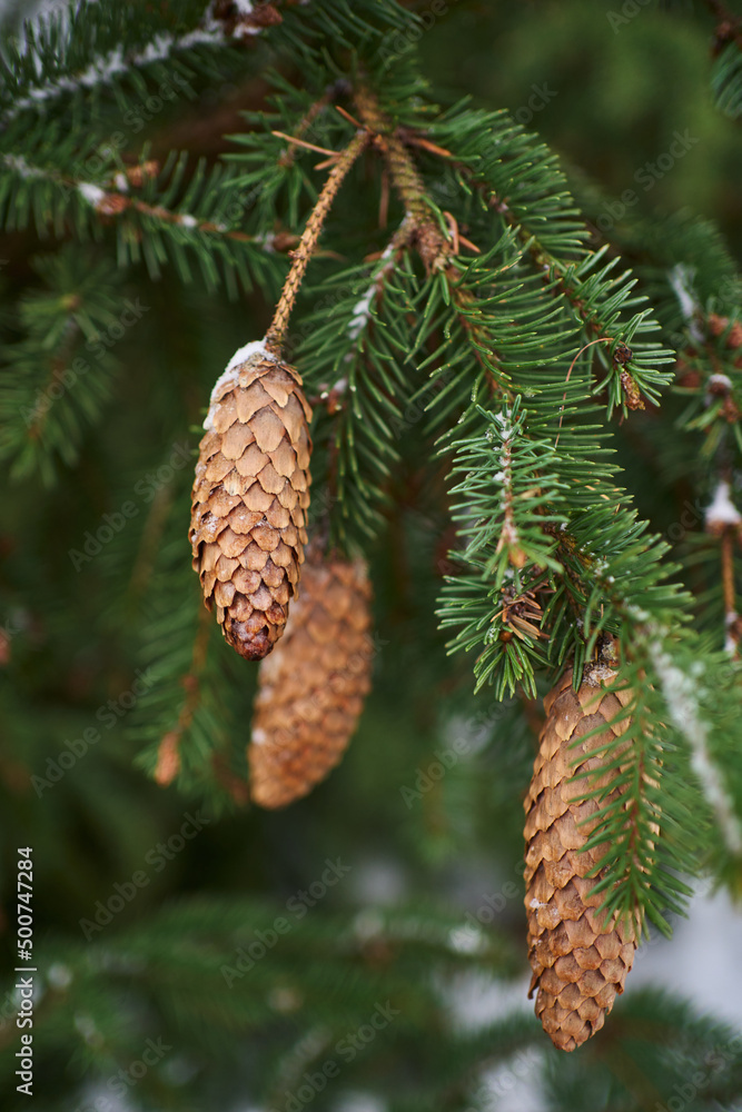 cones on the Christmas tree in winter close-up