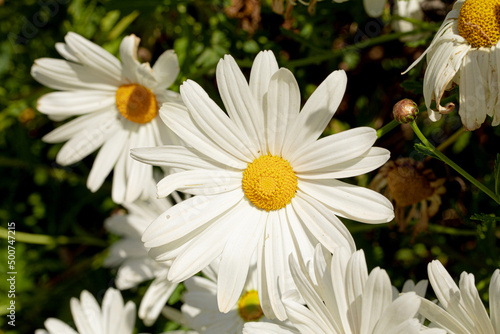 cespuglio di margherite bianche appena fiorite in primavera