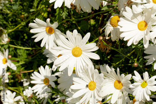 cespuglio di margherite bianche appena fiorite in primavera