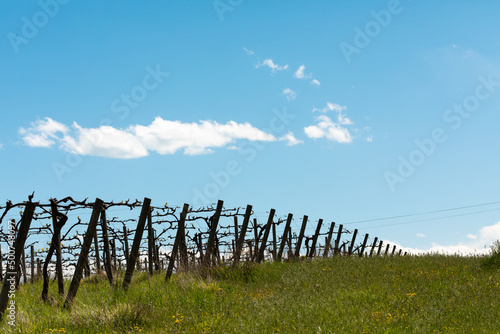 Vigne in primavera con cielo sullo sfondo