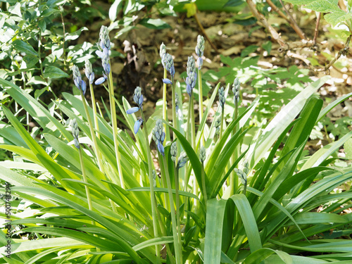 Hyacinthoides hispanica |  Scilla campanulata | Scilla hispanica | Jacinthe d'Espagne - Scille campanulée - Scille d'Espagne - Muguet bleu - Clochettes bleues photo