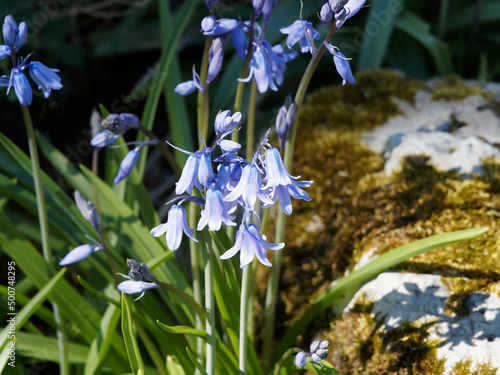 (Hyacinthoides hispanica - Scilla campanulata) Jacinthe d'Espagne ou scille campanulée à floraison en grappes de clochettes à tépales évasés bleu sur hampe au feuillage rubanné vert moyen photo