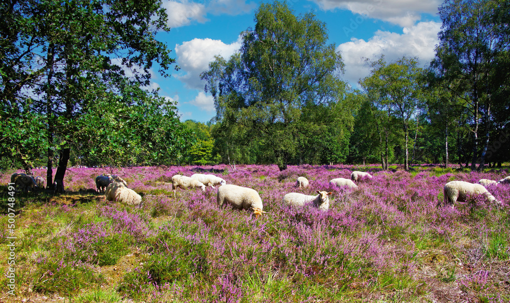 custom made wallpaper toronto digitalScenic heath land landscape with herd of sheep grazing in glade of dutch forest  with purple blooming flowering heather erica calluna vulgaris flowers - Venlo, Netherlands, Groote Heide