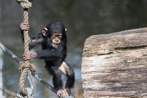 Valokuva baby chimpanzee; chimp, Pan troglodytes