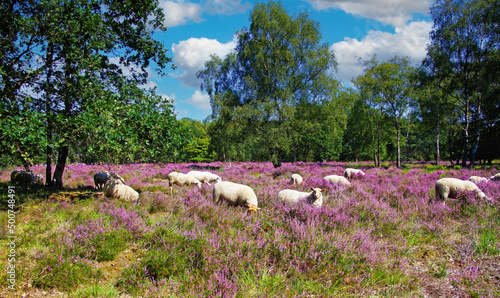 Scenic heath land landscape with herd of sheep grazing in glade of dutch forest  with purple blooming flowering heather erica calluna vulgaris flowers - Venlo, Netherlands, Groote Heide