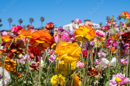 Flowers at Carlsbad Flower Fields, Carlsbad, CA