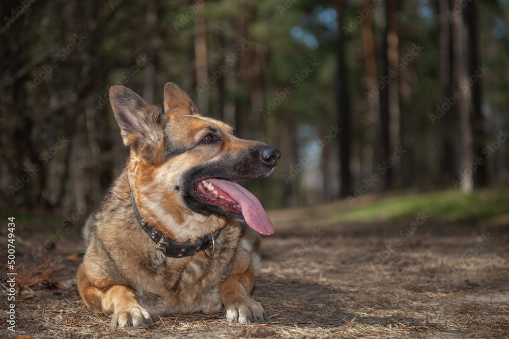A dog on the background of the forest. A dog in the woods. A shepherd in the forest. A dog on a walk in the woods. A dog on the background of the forest. A dog in the woods. A shepherd in the forest. A dog on a walk in the woods.