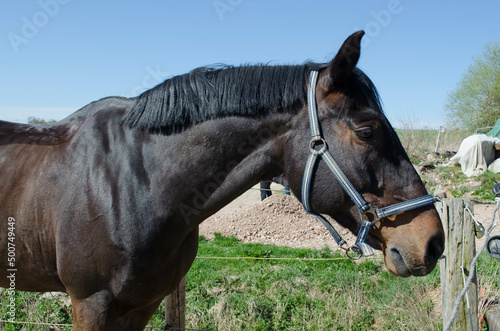 Pferd © lisa Gött