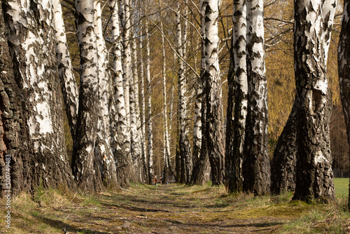 Fototapeta Naklejka Na Ścianę i Meble -  Spring birches in the park.