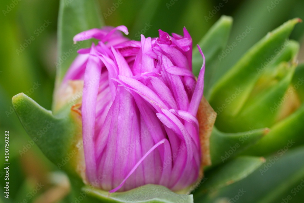 fleur de griffe de sorcière fleur de griffe de sorcière