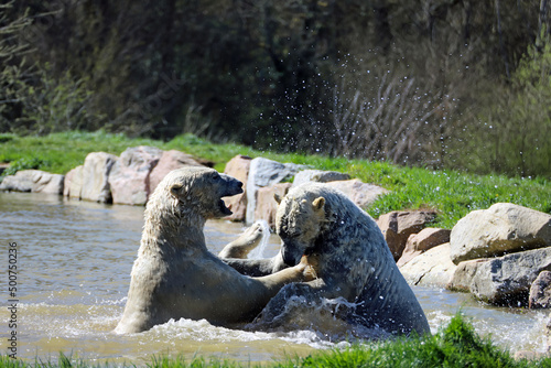 Obraz na płótnie Jeu aquatique d'ours blancs w salonie