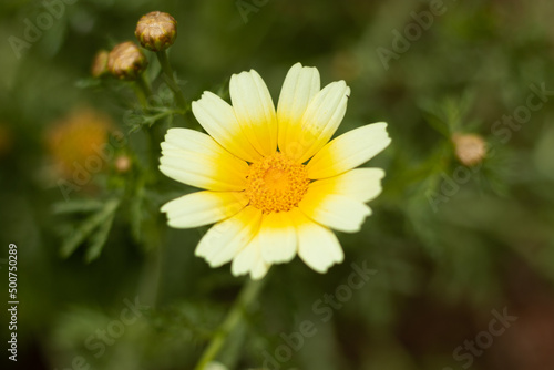 yellow and white flower