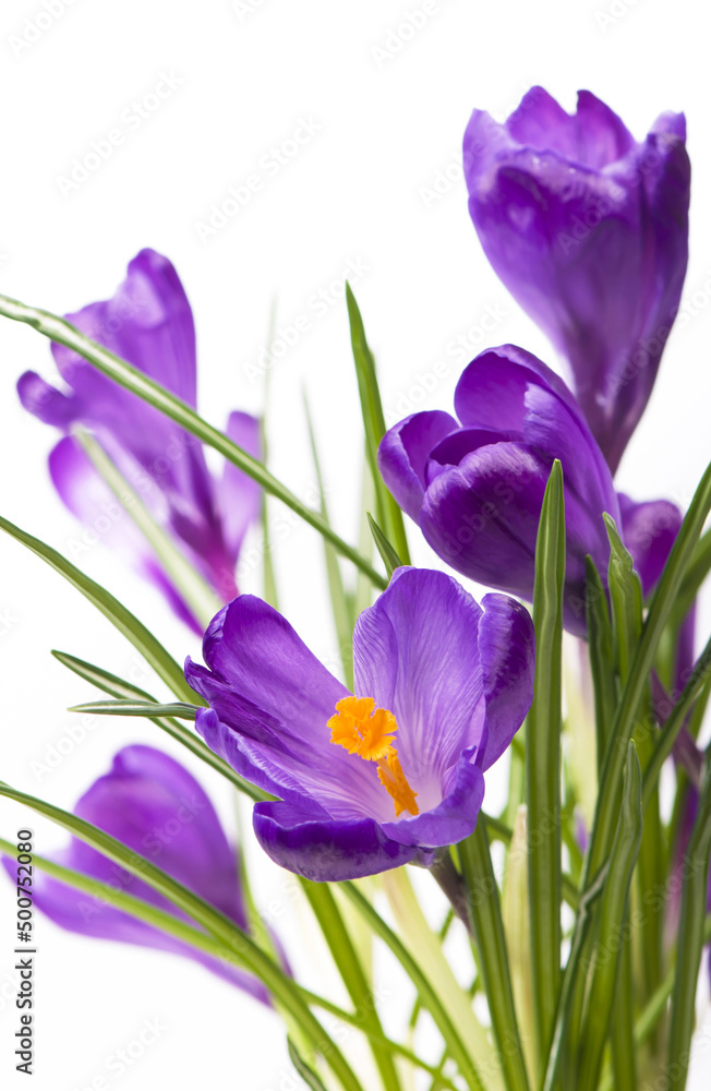 Flower in the spring. Purple crocuses isolated on white background Flower in the spring. Purple crocuses isolated on white background