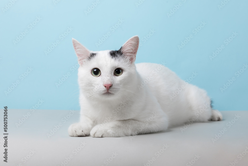White cat sits on a blue background White cat sits on a blue background
