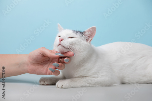 Girl petting a white cat on a blue background