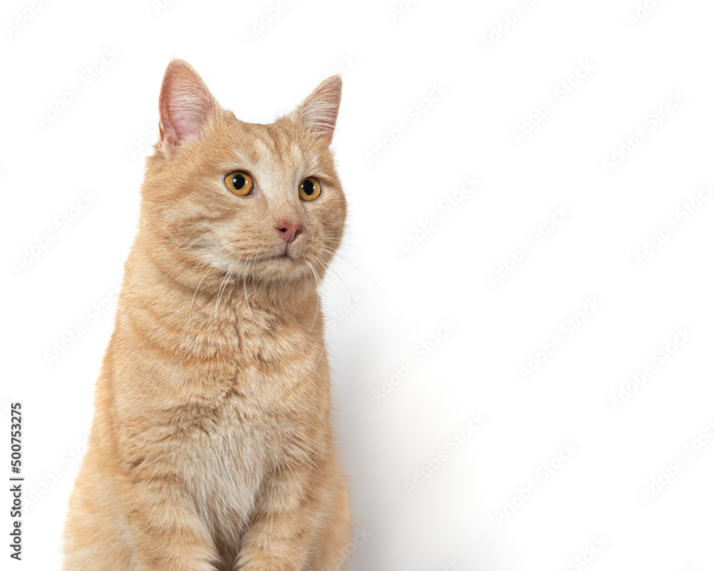 Red cat sits on the background of a white wall Red cat sits on the background of a white wall