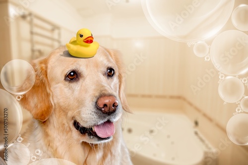 The cute dog is sitting in a bubble bath with a yellow duckling and bubbles. Dog bathes with bath accessories.