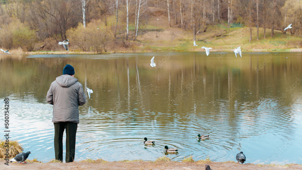 Obraz premium An elderly man in jacket and hat feeding birds and ducks standing on shore near water, outdoors. Rear view of lonely man feeding seagulls, copy space
