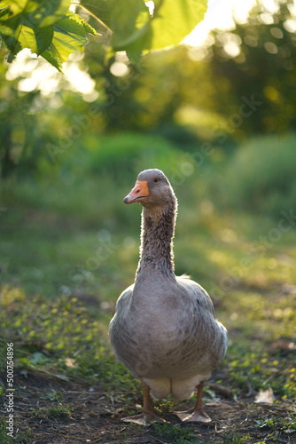 Wallpaper Mural Domestic goose. Goose farm. geese enjoy a morning walk in the farm. Domestic goose. Goose farm. Torontodigital.ca