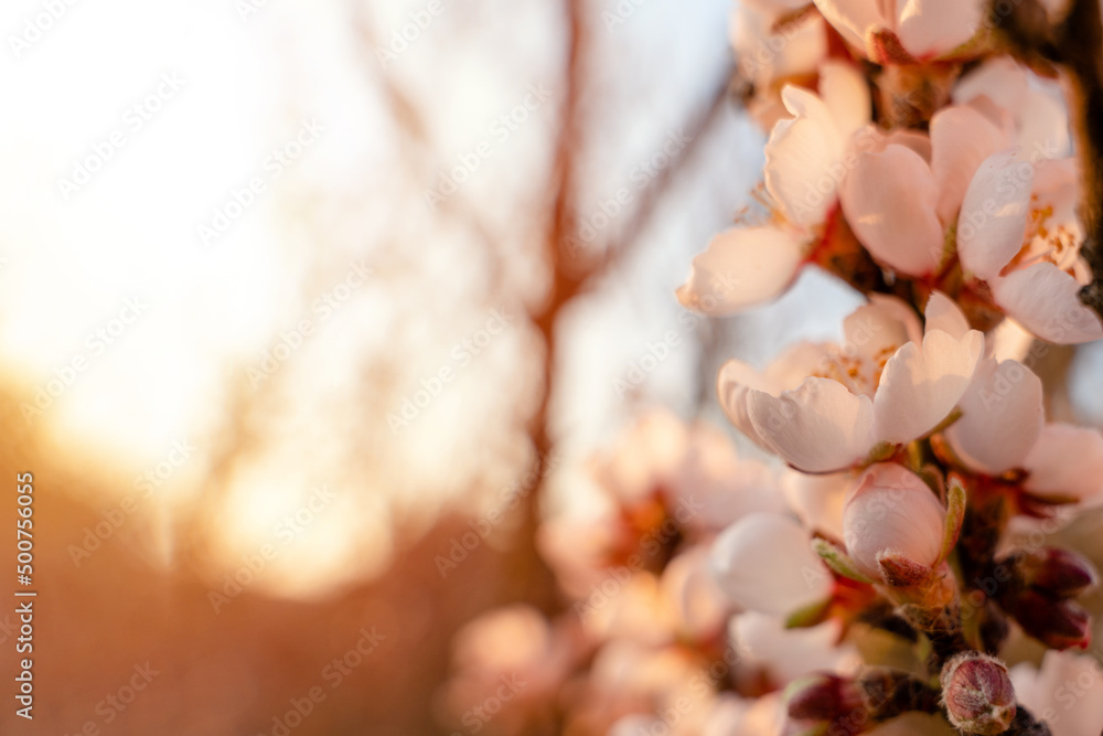 Flowers of the almond tree against the sunset. Beautiful nature scene with blooming tree and sun flare. Spring flowers. Beautiful Orchard. Springtime Space for text.