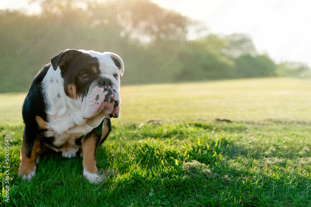 Black tri-color english british bulldog sitting on the grass in sunny spring day Black tri-color english british bulldog sitting on the grass in sunny spring day
