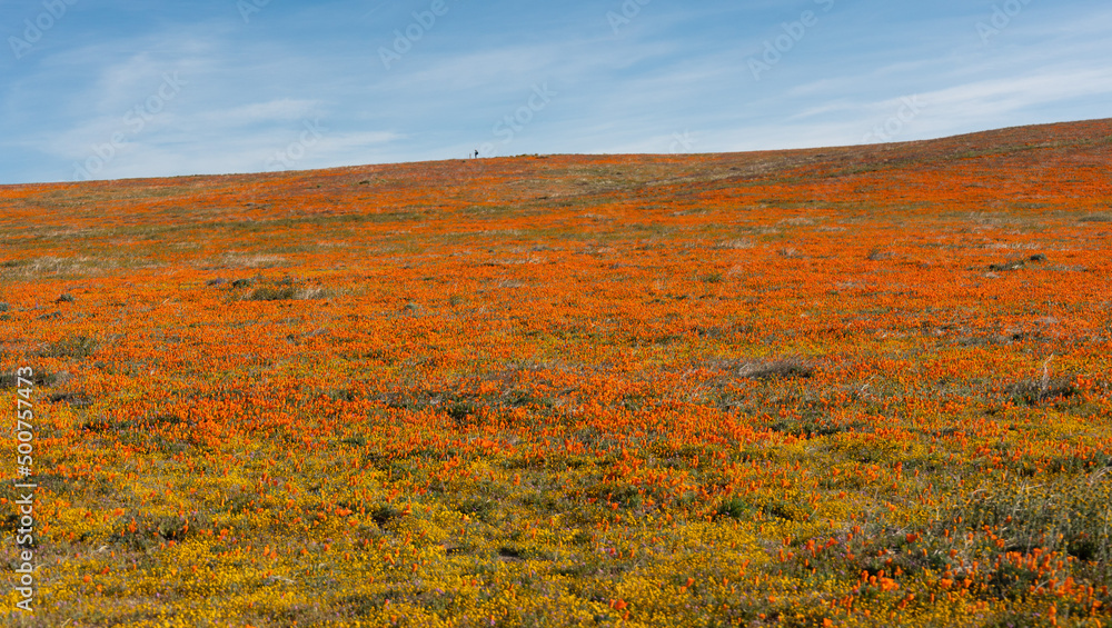 Lone man hiking atop a hill covered in California golden poppies