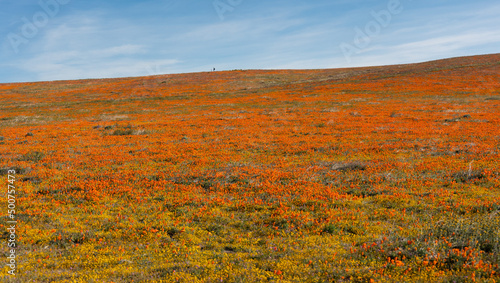 Lone man hiking atop a hill covered in California golden poppies