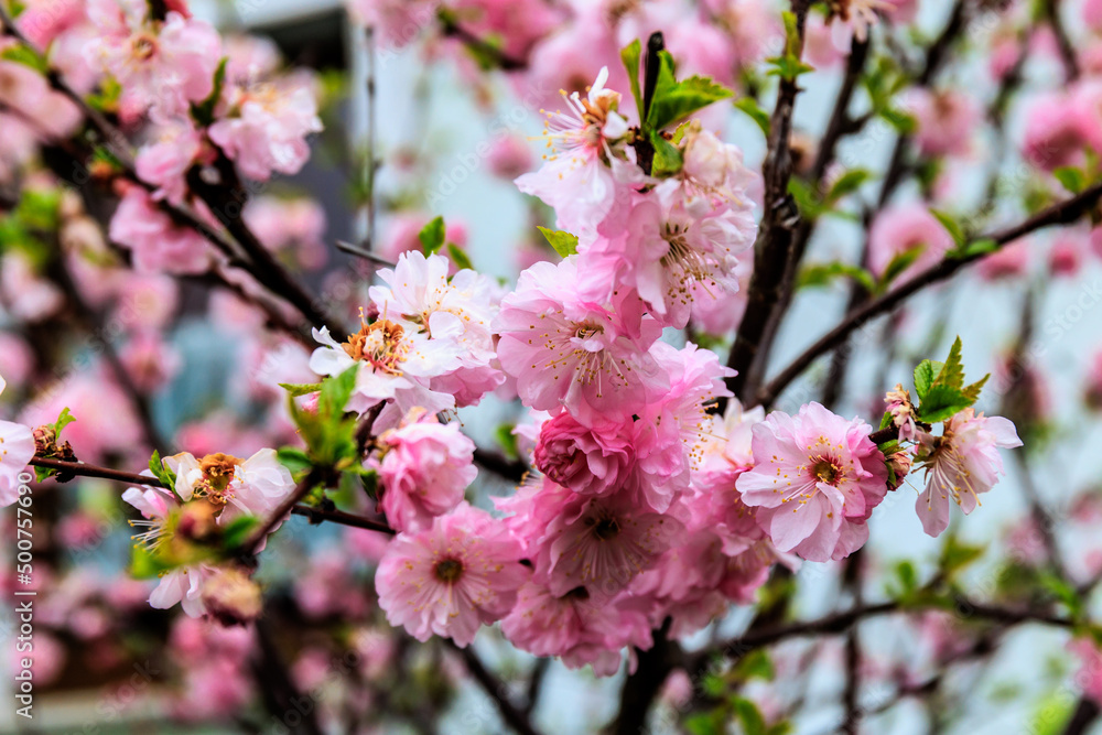 Obraz premium Kirschblüte