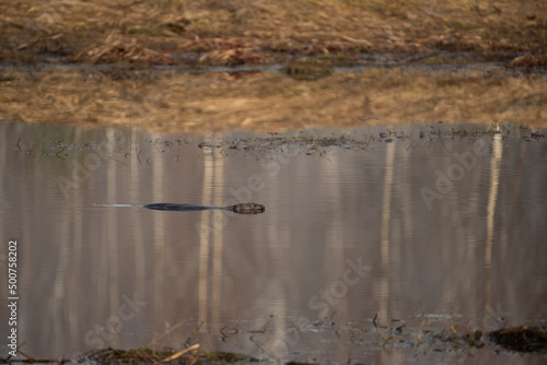 An Eurasian beaver swimming in a water © lockyfoto