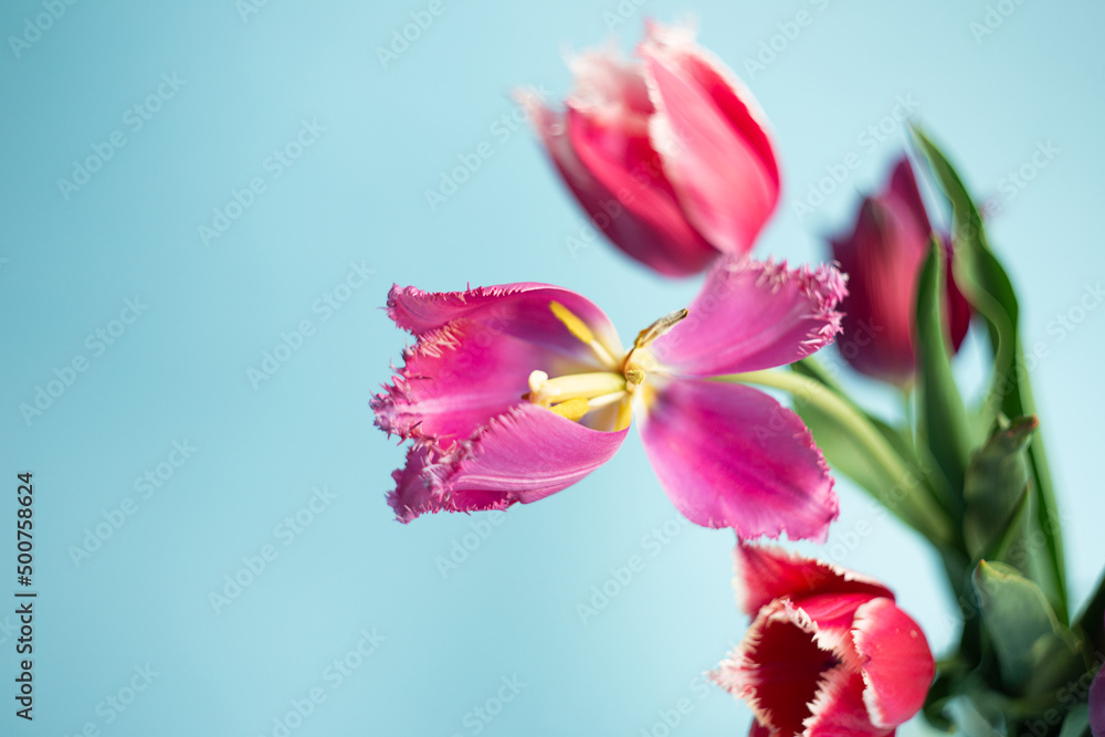 Fototapeta premium Closeup photography of bouquet of pink tulips on blue background.Copy space,selective focus.