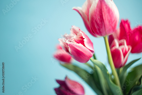 Closeup photography of bouquet of pink tulips on blue background.Copy space,selective focus.
