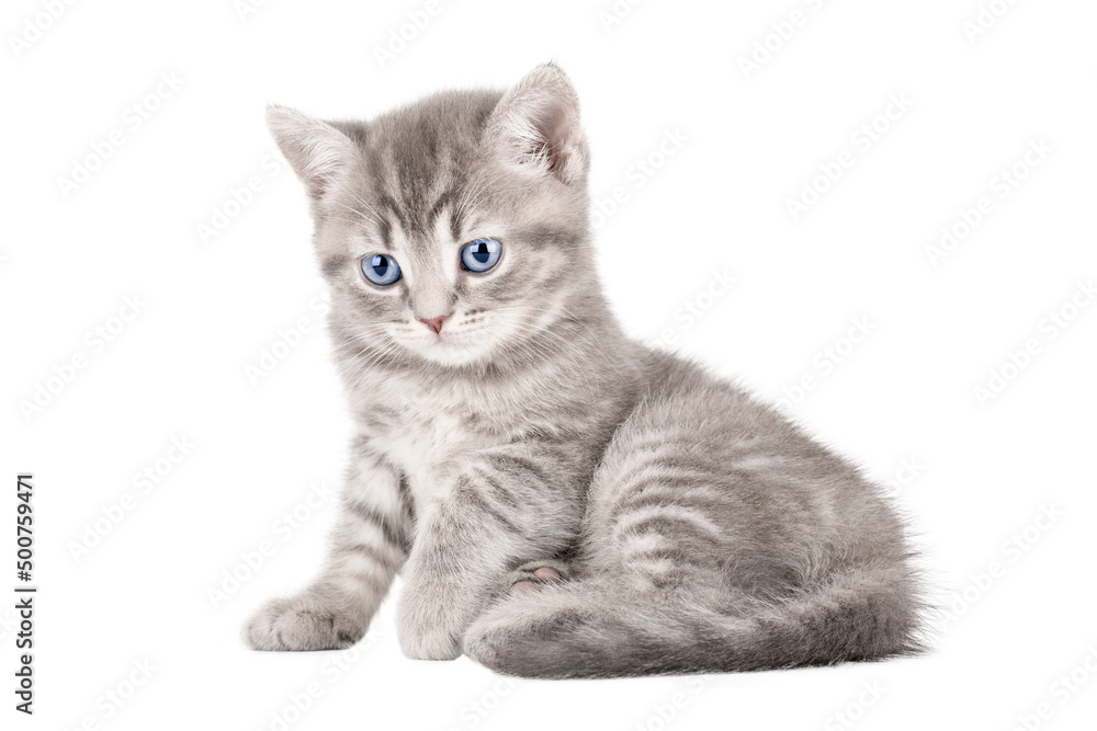 small gray kitten with blue eyes scottish straight isolated