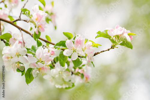 spring flowering branch of apple tree © Aida