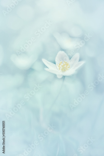 Piękny zawilec gajowego. Białe kwiaty anemonów kwitnących wiosną w lesie. Delikatne płatki zawilca. Rozmyte pastelowe tło. 