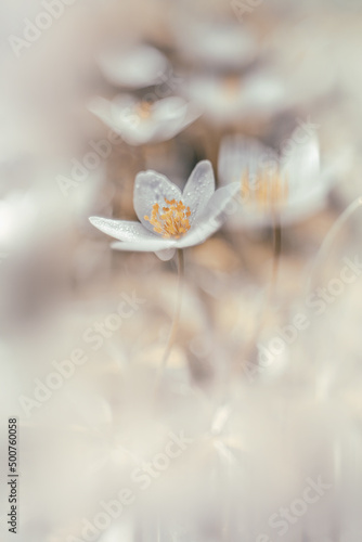 Piękny zawilec gajowego. Białe kwiaty anemonów kwitnących wiosną w lesie. Delikatne płatki zawilca. Rozmyte pastelowe tło. 