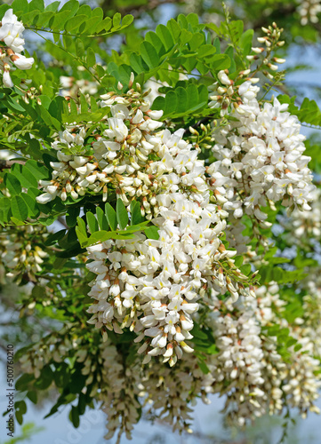 Blühende Robinie, Robinia pseudoacacia, im Frühling