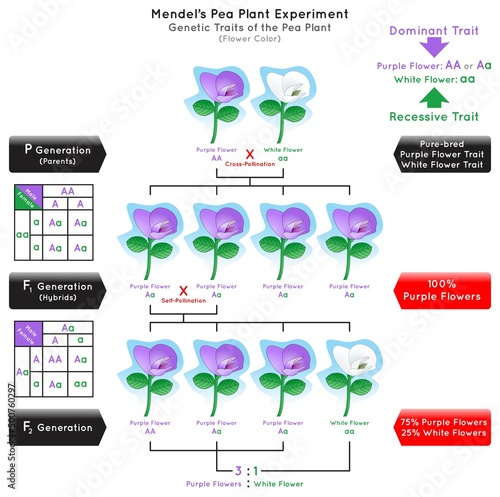 Flower Color Genetic Trait Pea Plant Mendel Experiment Infographic Diagram cross pollination pure bred parent generation hybrid dominant purple recessive white biology science education vector