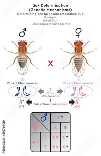 Sex Determination Genetic Mechanisms by Sexchromosomes Infographic Diagram example fruit fly or drosophila melanogaster pairs autosomes reproduction gametes heredity gene science education vector photo