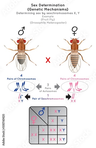 Sex Determination Genetic Mechanisms by Sexchromosomes Infographic Diagram example fruit fly or drosophila melanogaster pairs autosomes reproduction gametes heredity gene science education vector