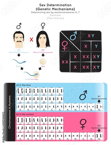 Sex Determination Genetic Mechanisms by Sexchromosomes Infographic Diagram example the human male female map of chromosomes pair autosomes reproduction gametes heredity gene science education vector
